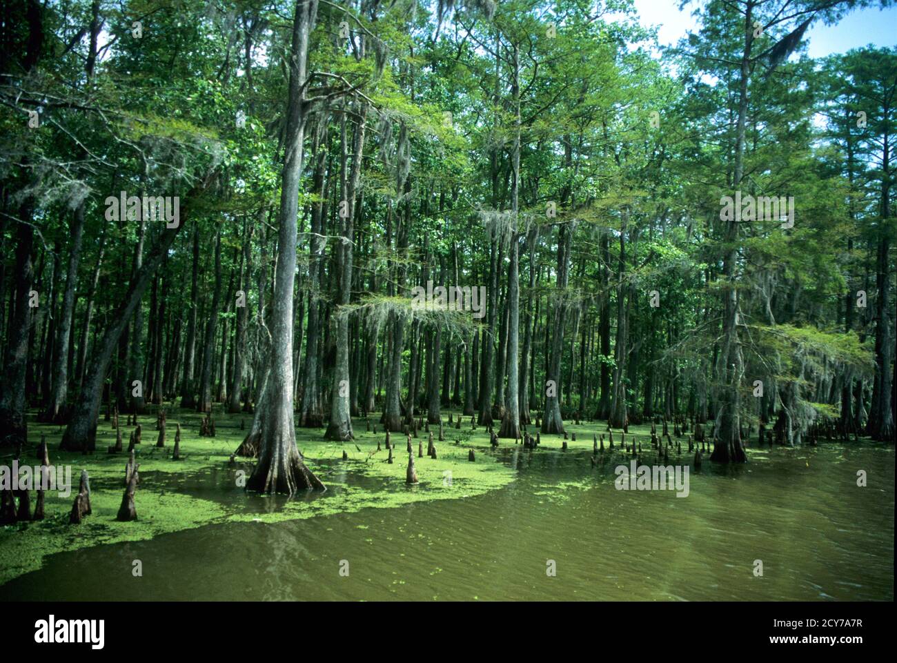Bayou scenes from Louisiana, USA Stock Photo Alamy