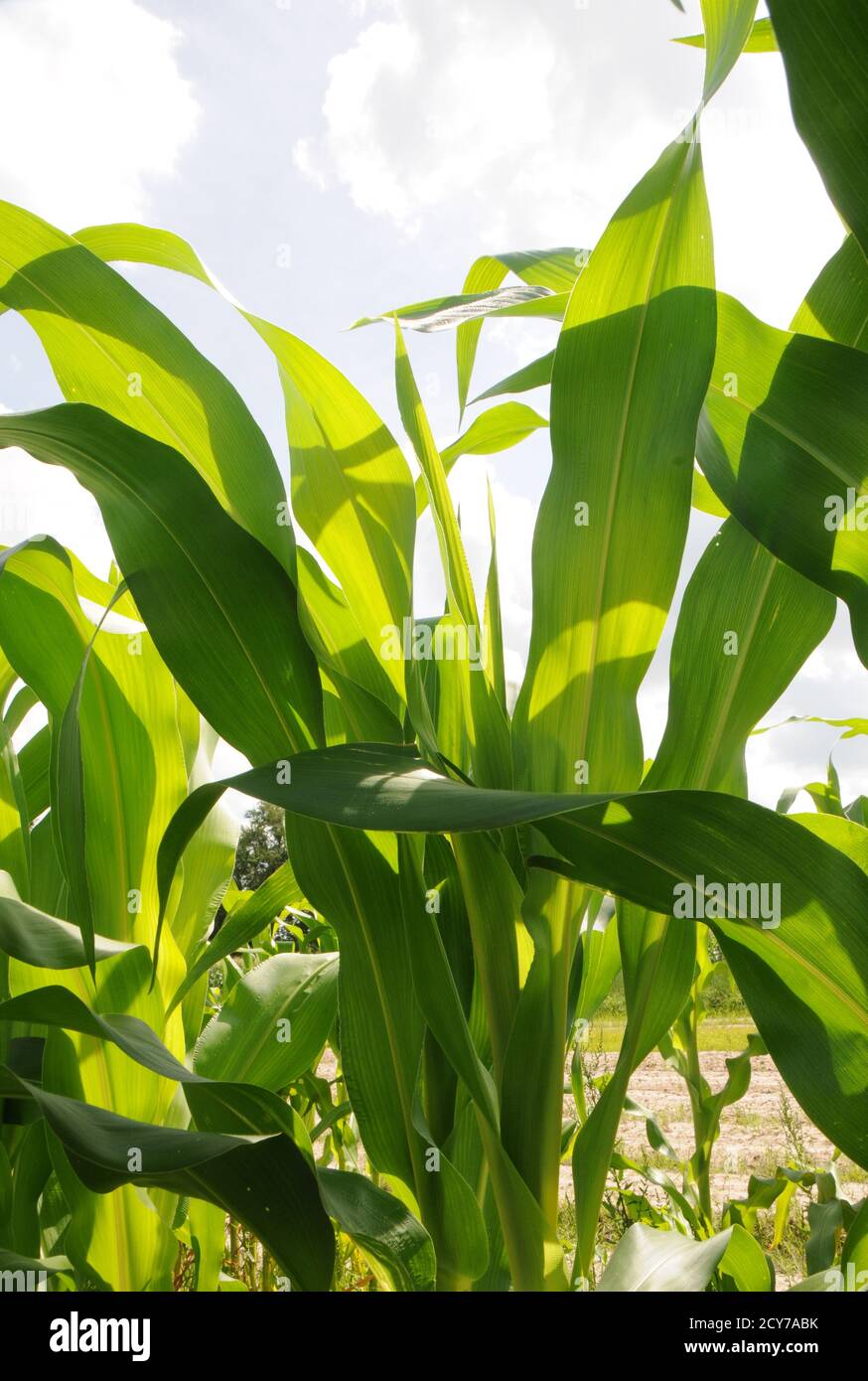 Farming in Louisiana, USA of a Corn field Stock Photo Alamy