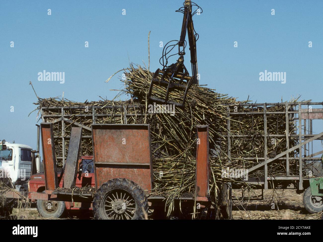 Sugar cane harvest in Louisiana, USA Stock Photo Alamy