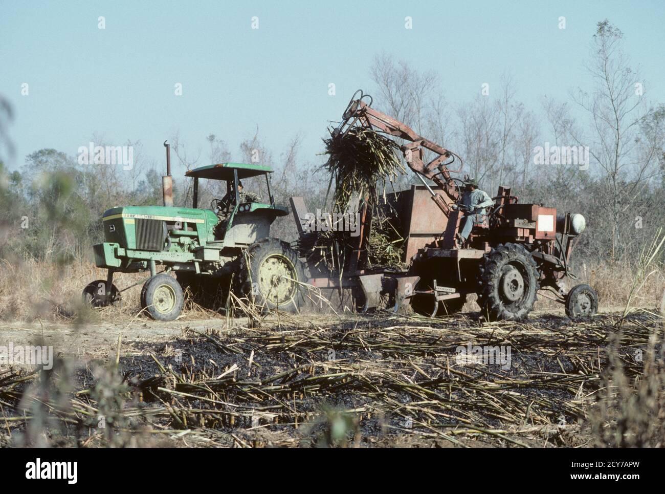 Sugar Cane Farming in Louisiana, USA Stock Photo Alamy