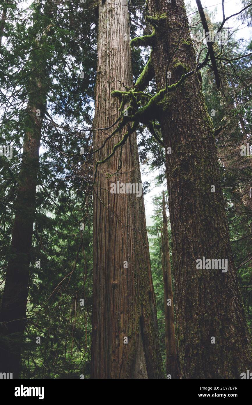 Vertical shot of tall trees in the forest Stock Photo - Alamy