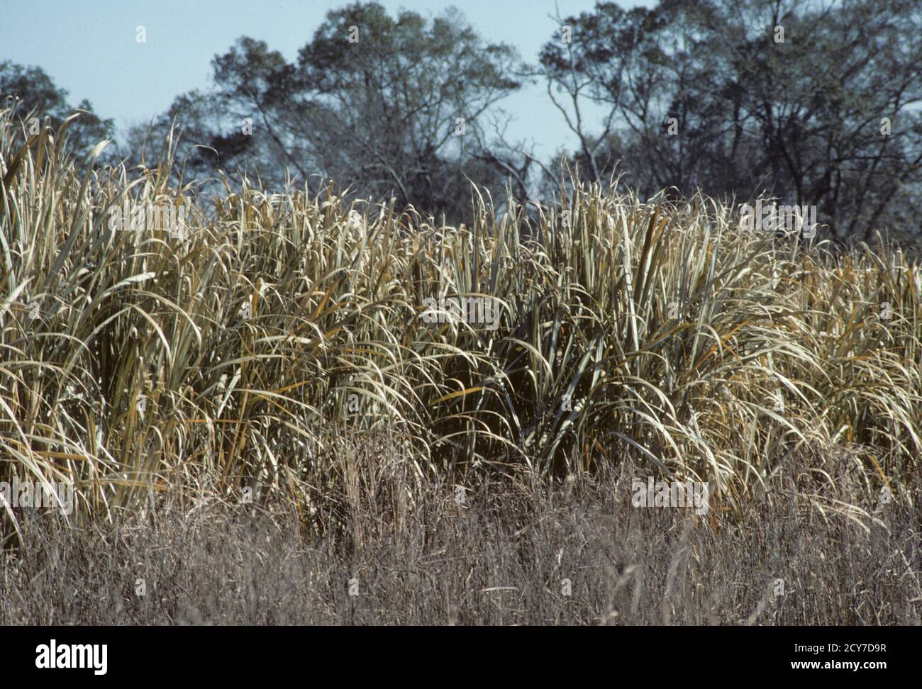Sugar Cane Farming in Louisiana, USA Stock Photo Alamy