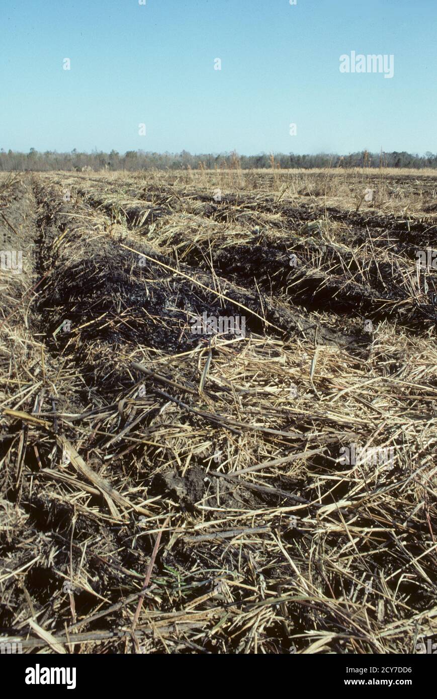 Sugar Cane Farming in Louisiana, USA Stock Photo Alamy