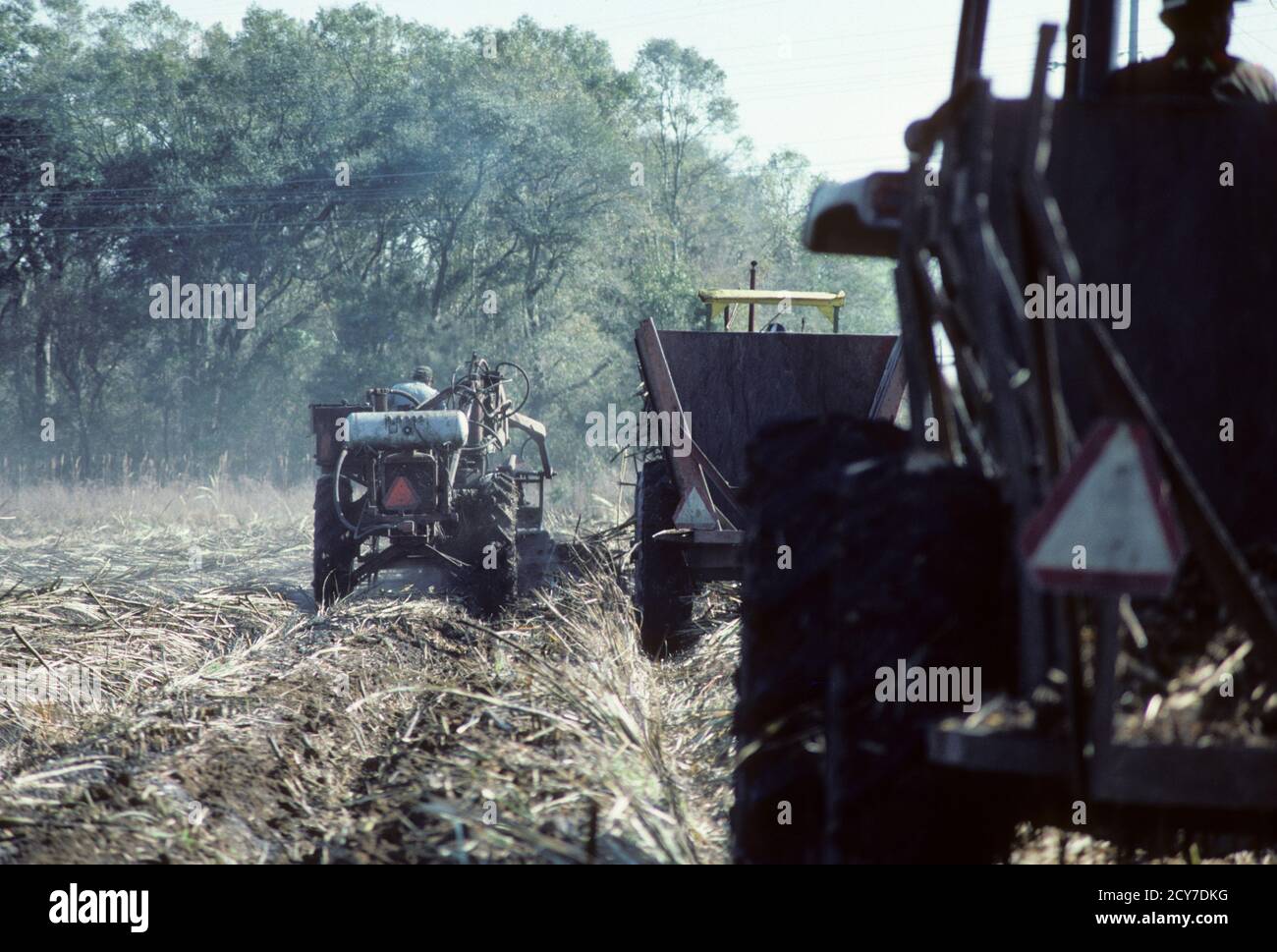 Sugar Cane Farming in Louisiana, USA Stock Photo Alamy