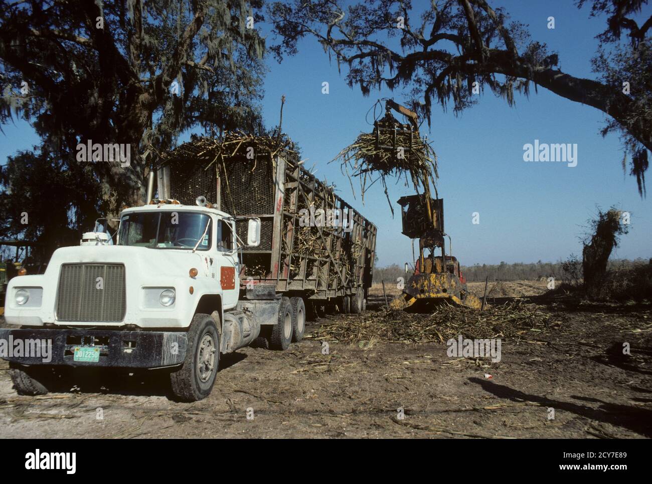 Sugar Cane Farming in Louisiana, USA Stock Photo Alamy