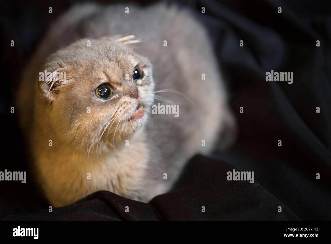 Funny scottish fold kitten meowing. Stock Photo