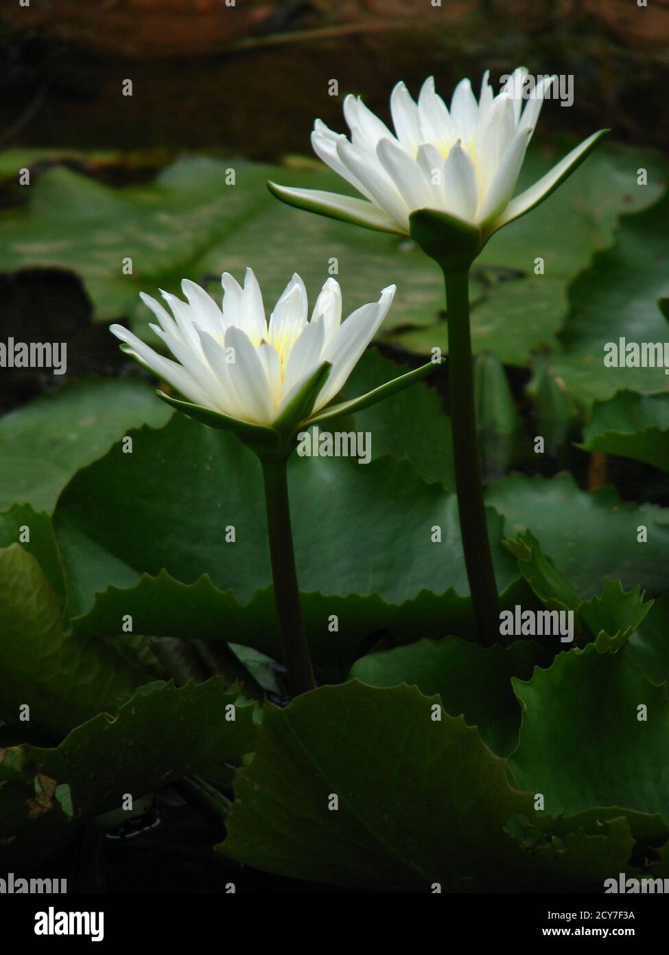 Closeup of white water lilies in the pond, 'Nymphaea Gladstoniana' Stock Photo
