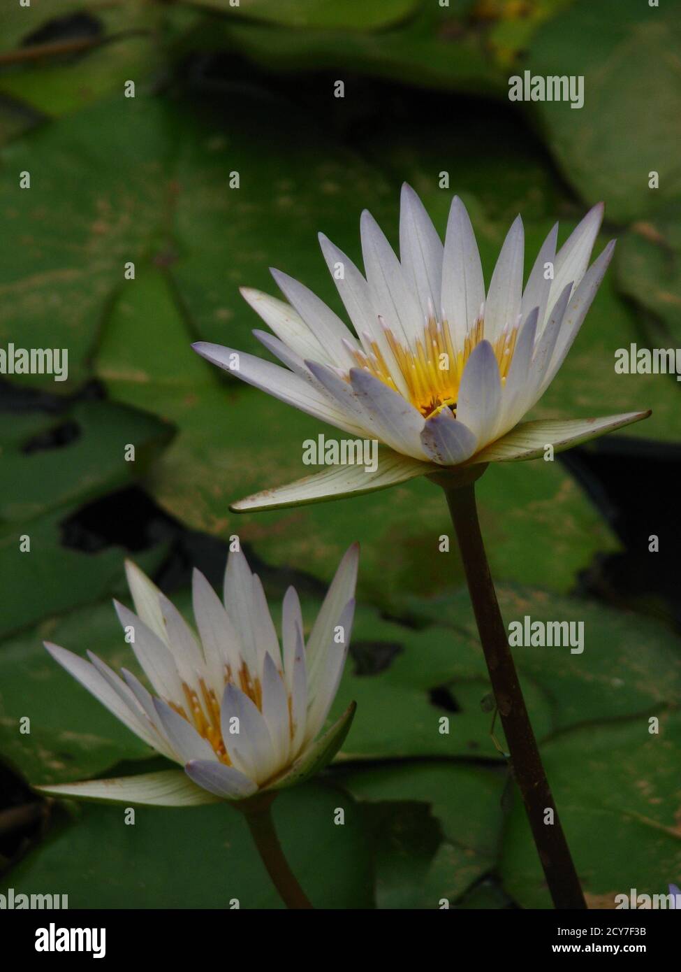 Closeup of white water lilies in the pond, 'Nymphaea Gladstoniana' Stock Photo