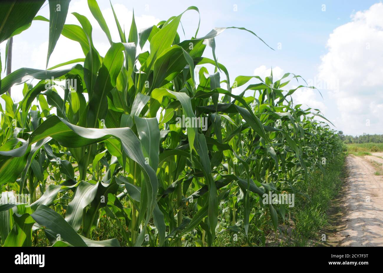 Farming in Louisiana, USA of a Corn field Stock Photo Alamy