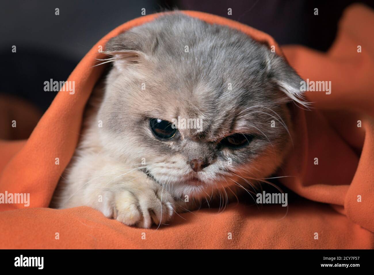 Scottish Shorthair Cat Hi Res Stock Photography And Images Alamy