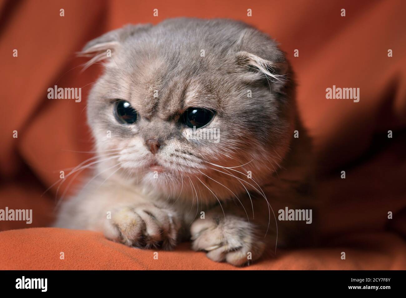 Unique looking scottish fold kitten with orange fabric Stock Photo Alamy