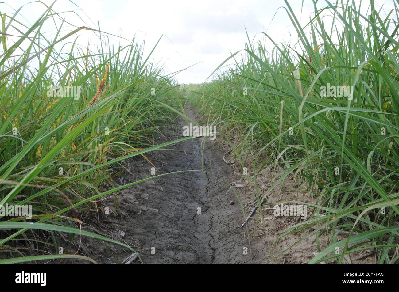 Farming in Louisiana, USA of sugar cane field Stock Photo Alamy