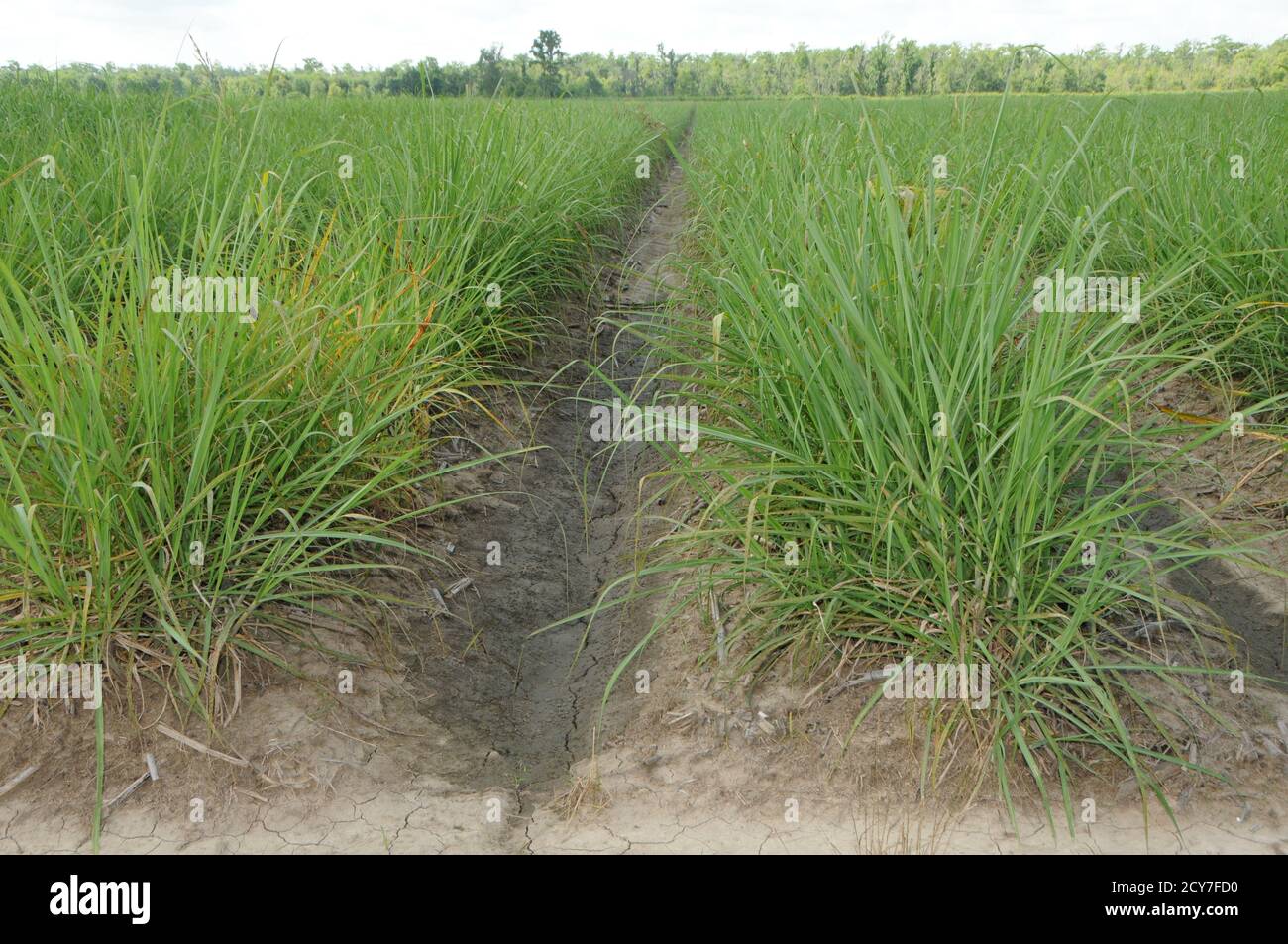Farming in Louisiana, USA of sugar cane field Stock Photo Alamy