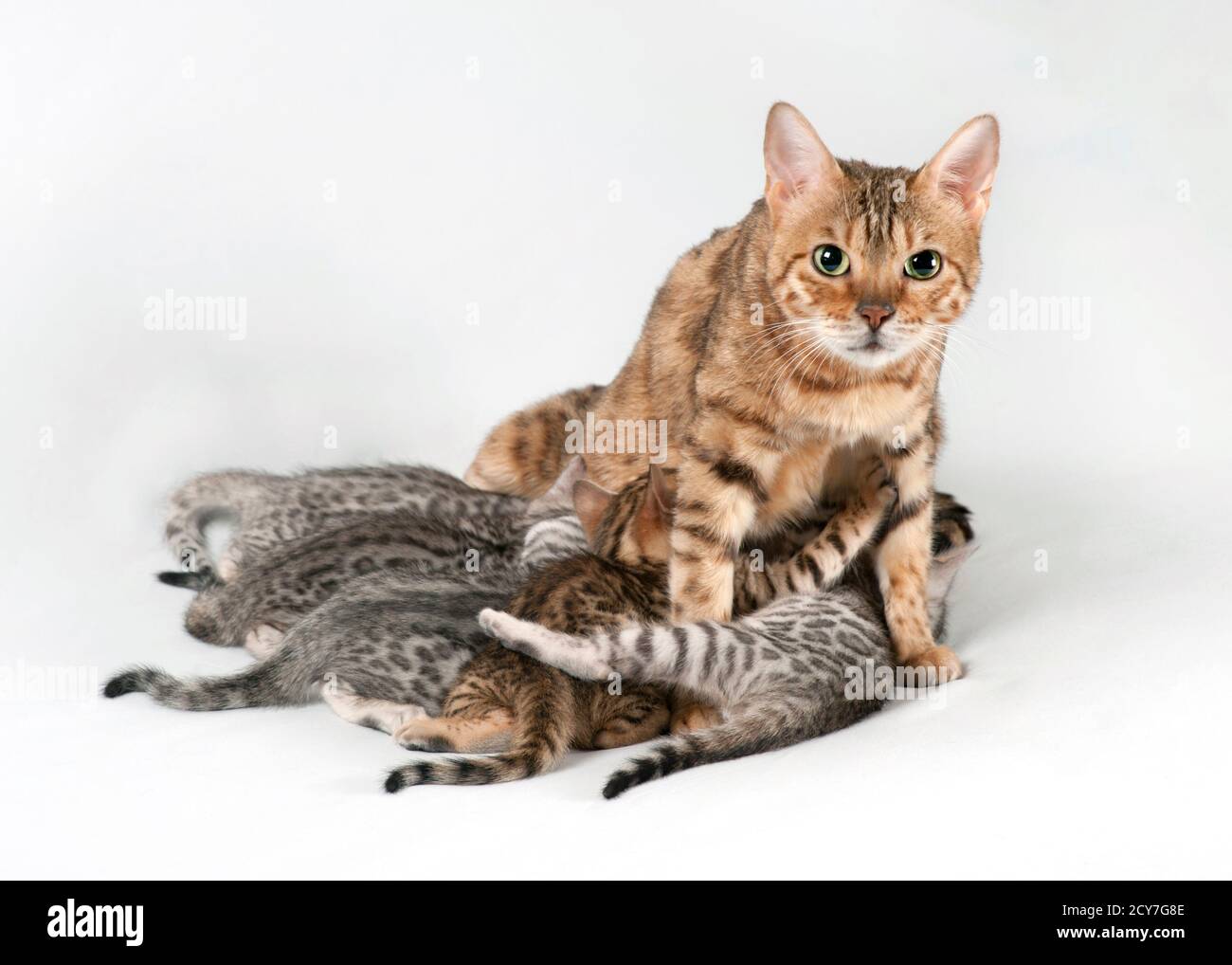 Mother cat nursing kittens hires stock photography and images Alamy