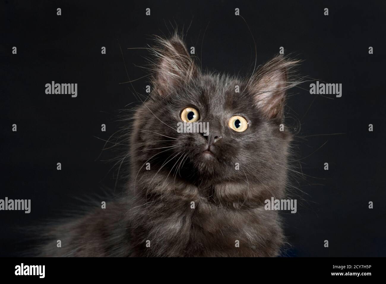 Beautiful portrait of a long haired black kitten looking at the camera