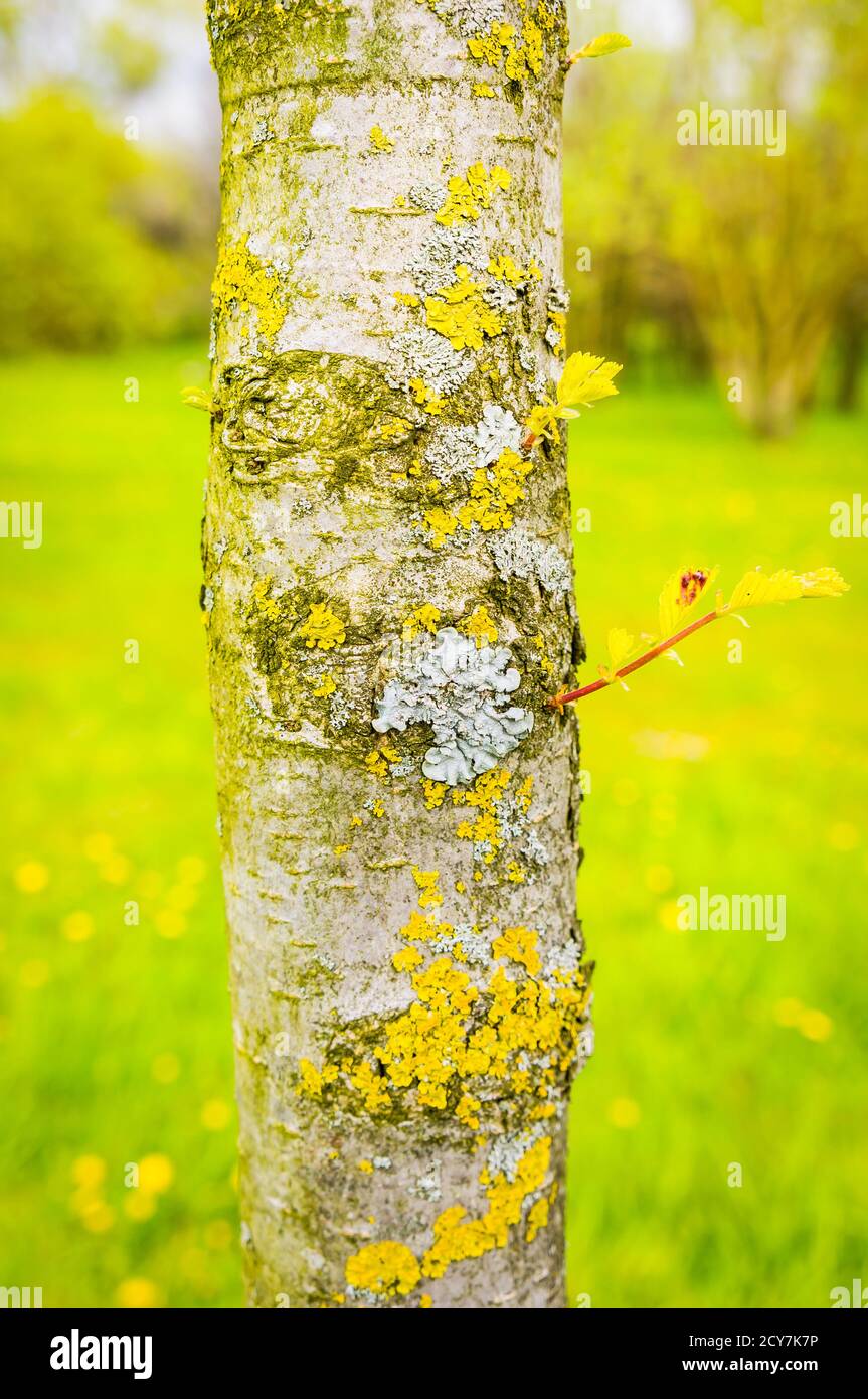 Closeup shot of a tree stem in a beautiful field of green grass Stock ...