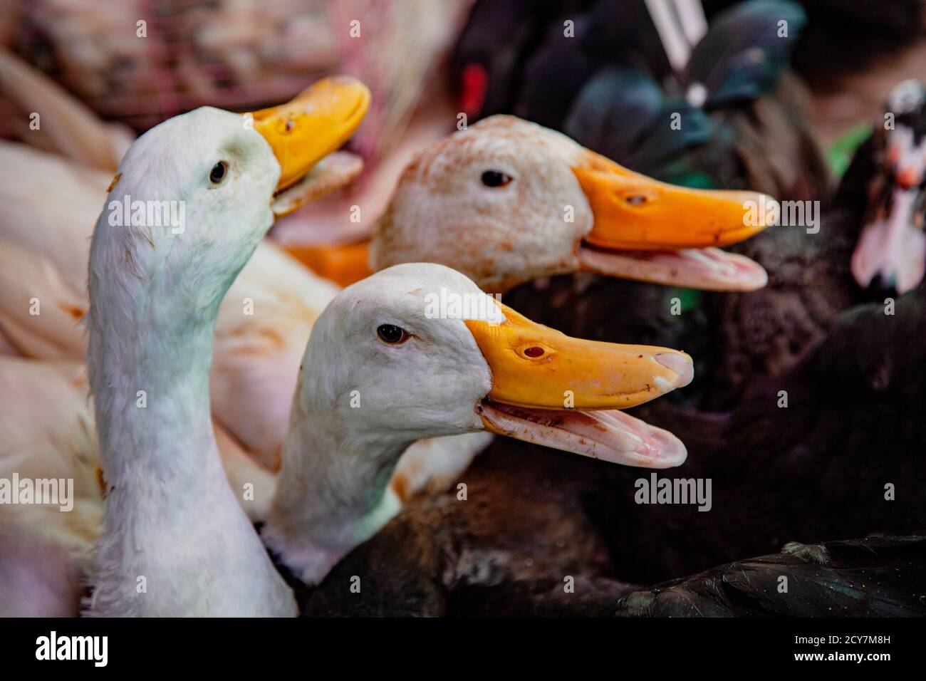 Geese for sale in local market, to be taken home for dinner Stock Photo
