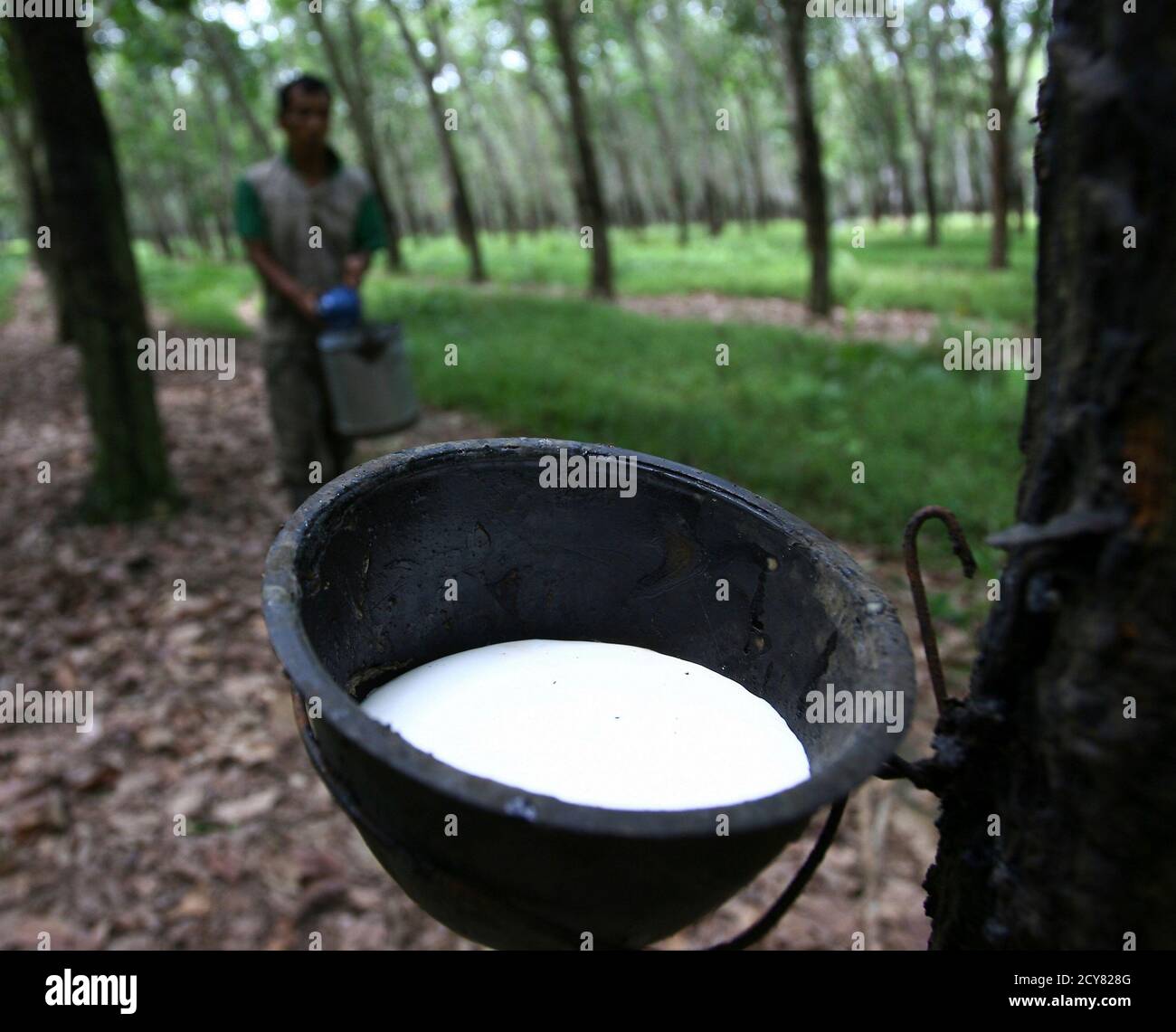 A Worker Collects Rubber Latex At A State Rubber Plantation In Deli Serdang Indonesia S North Sumatra Province August 5 2011 Indonesia S Commodity Fueled Consumption And Investment Boom Gives It An Advantage Indonesia