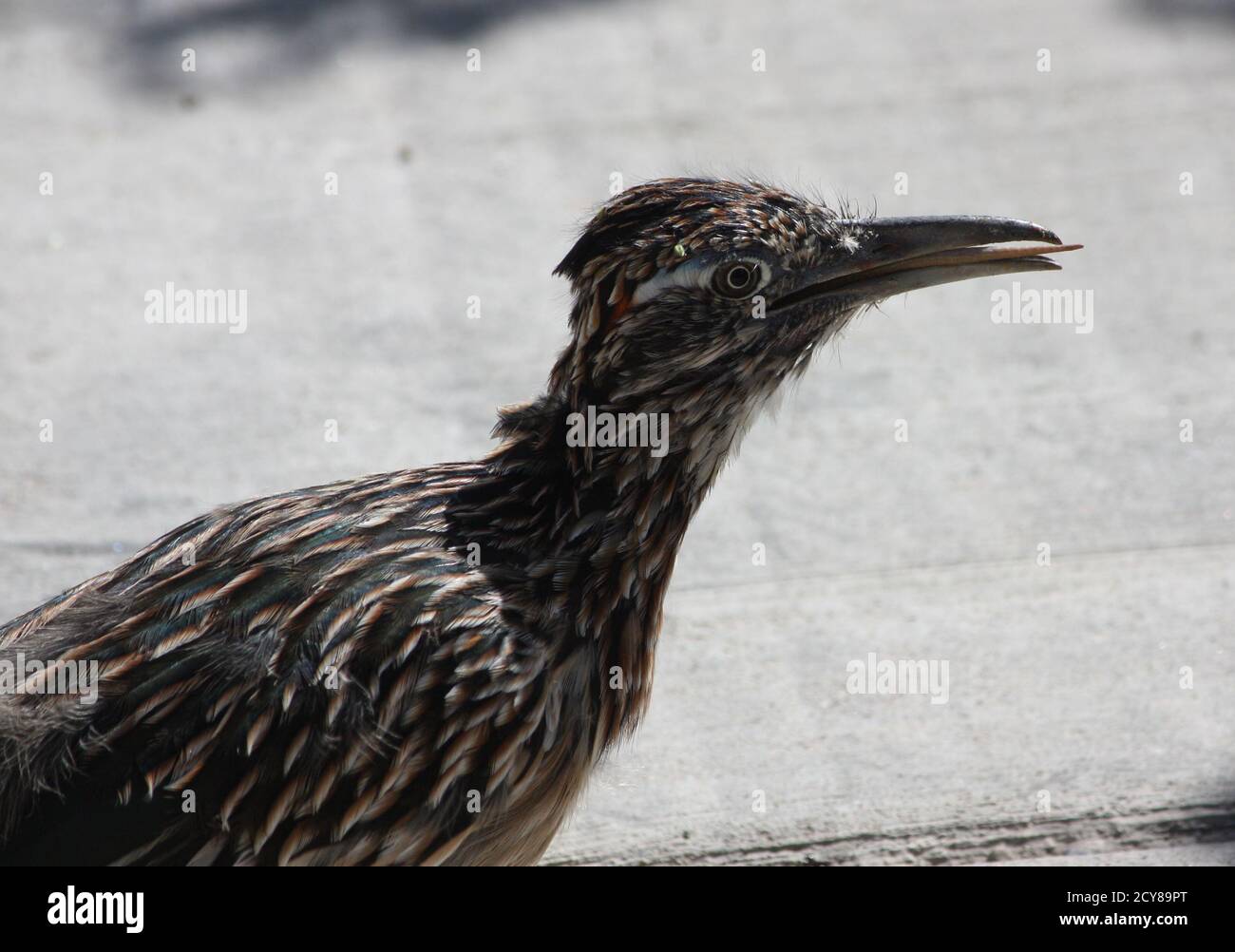 Roadrunner plays with lizard prey and eats the reptile’s tail for dessert after it’s shed in defense Stock Photo
