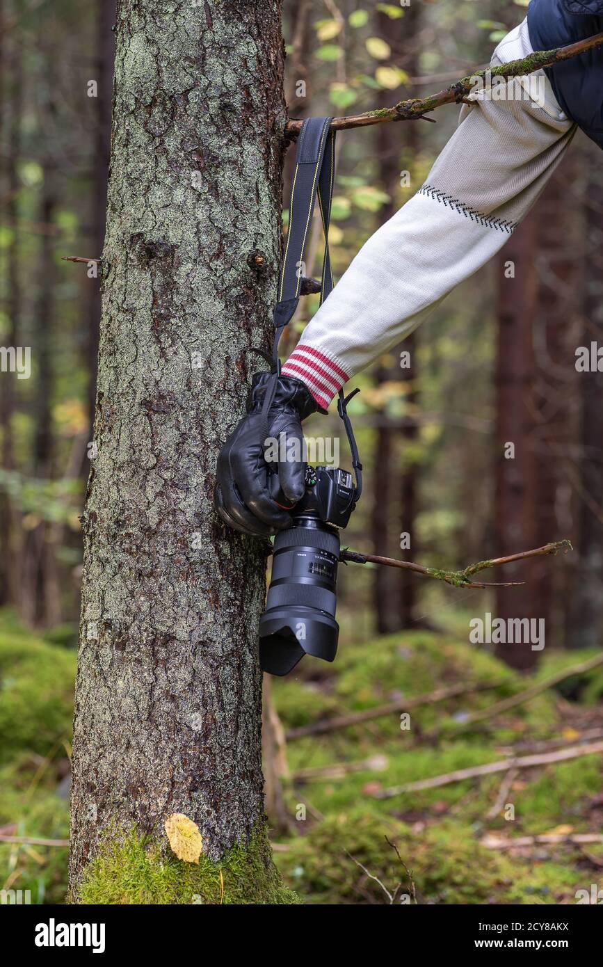 photographer takes his camera hanging on a tree in the Swedish forest waiting for photography during the wonderful autumn time. 2020 30 September Gård Stock Photo