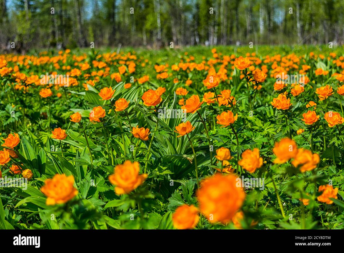 Summer sunny day on blooming meadow with orange Trollius globe flowers. Stock Photo