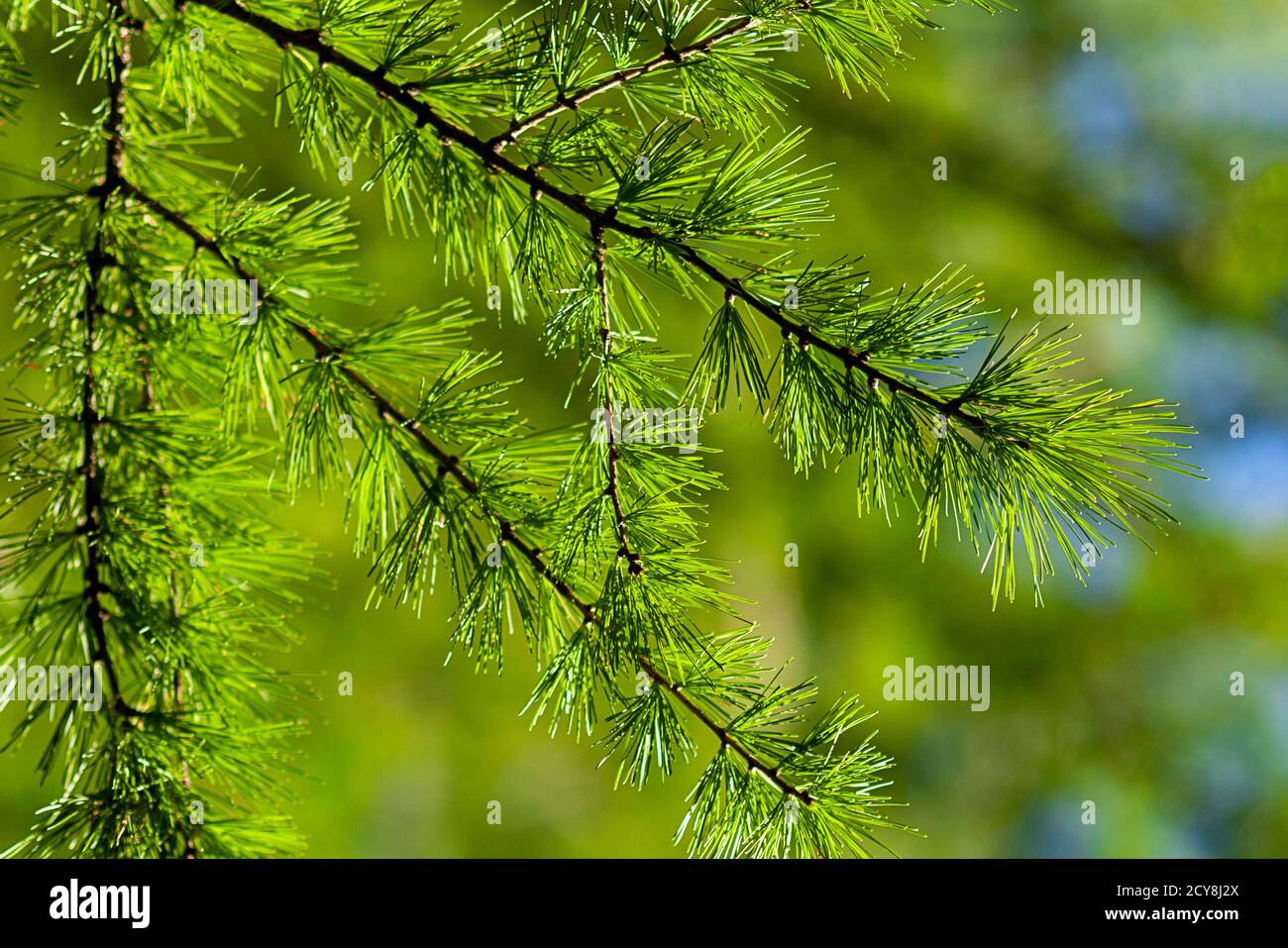 Larix decidua (European or common larch) green branches close up Stock Photo