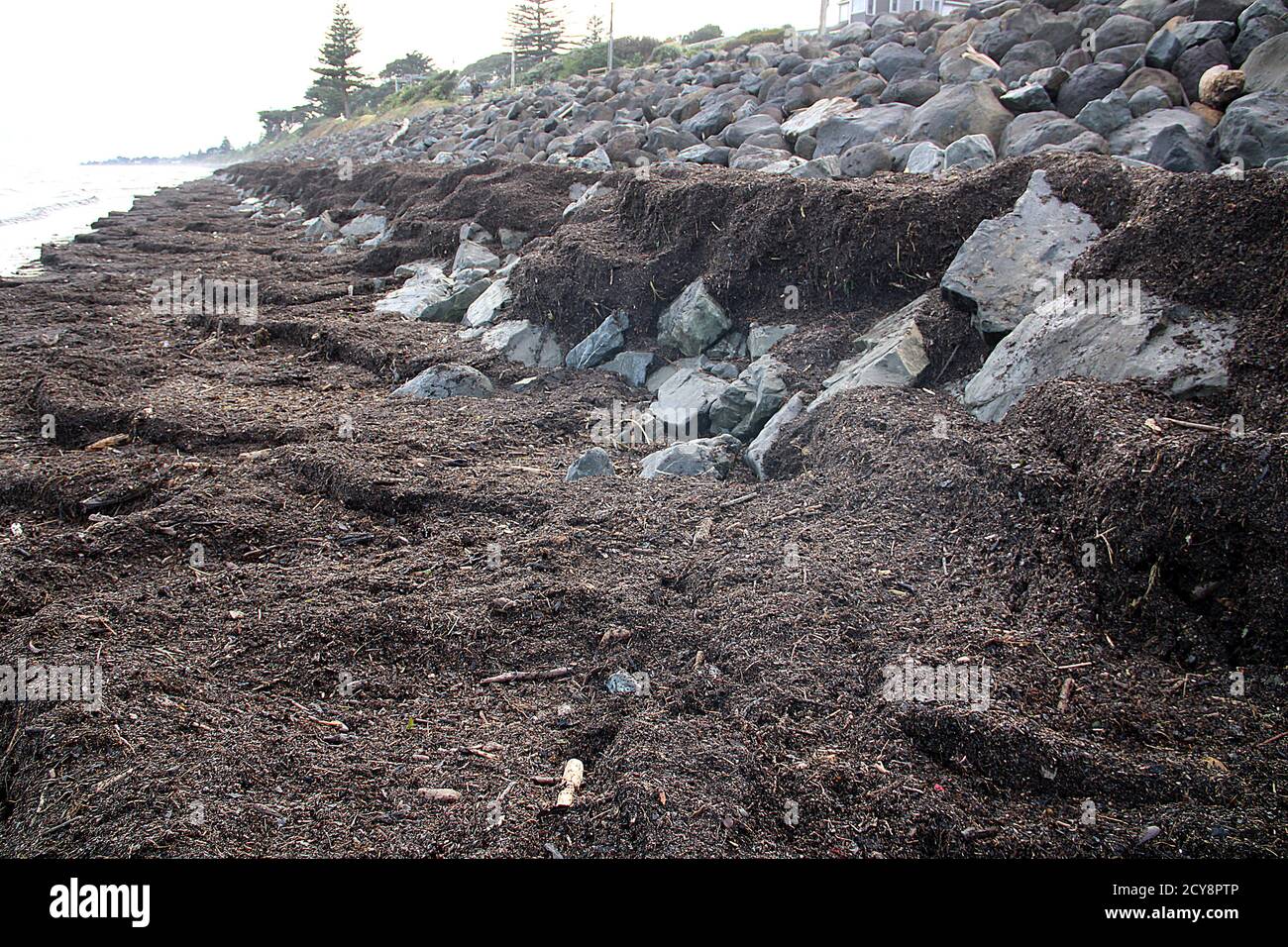 Forestry pollution - beach slash Stock Photo