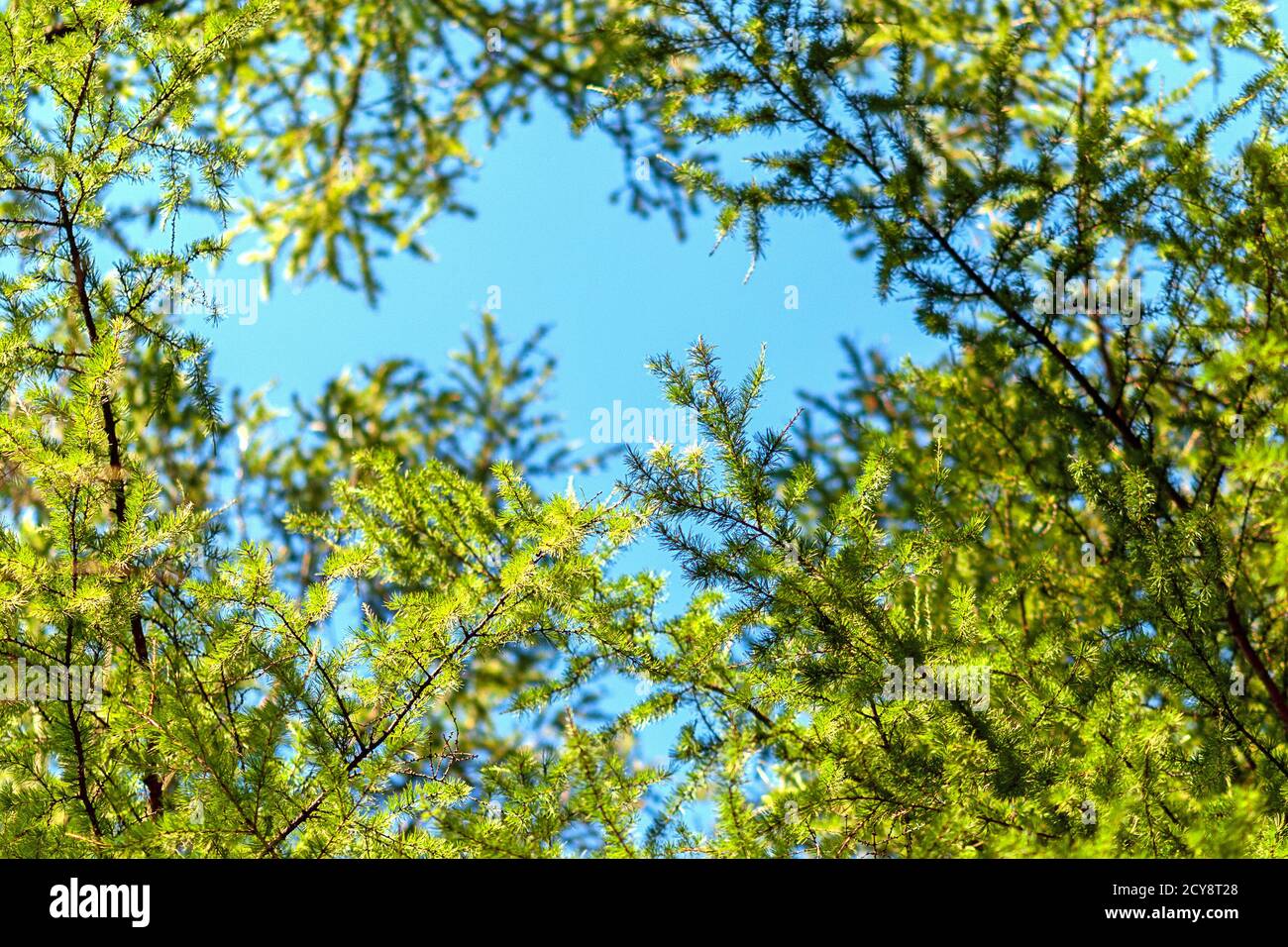 Larix decidua green branches in blue sky (European larch tree) Stock Photo