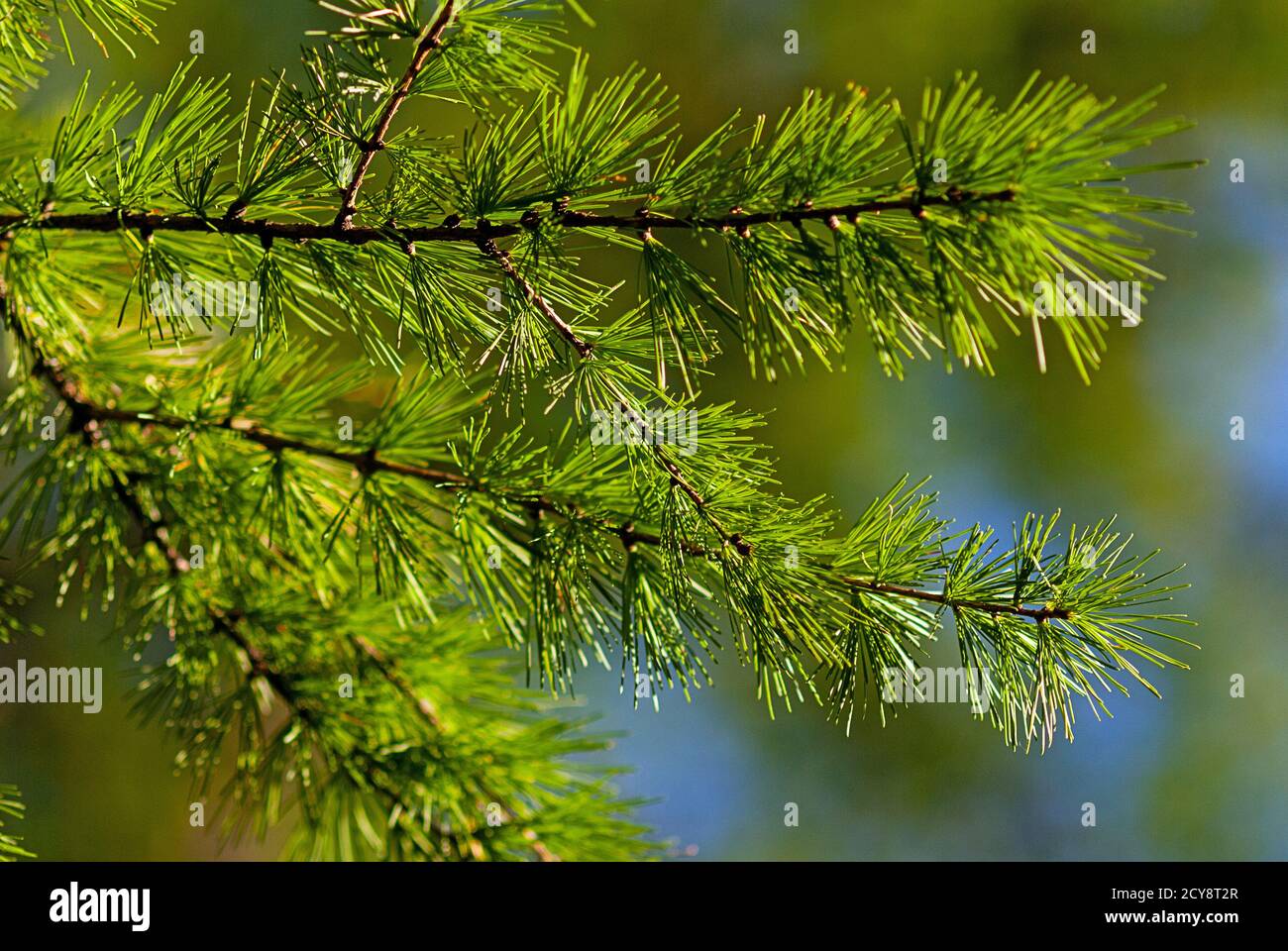 Larix decidua green branches (European larch tree) Stock Photo