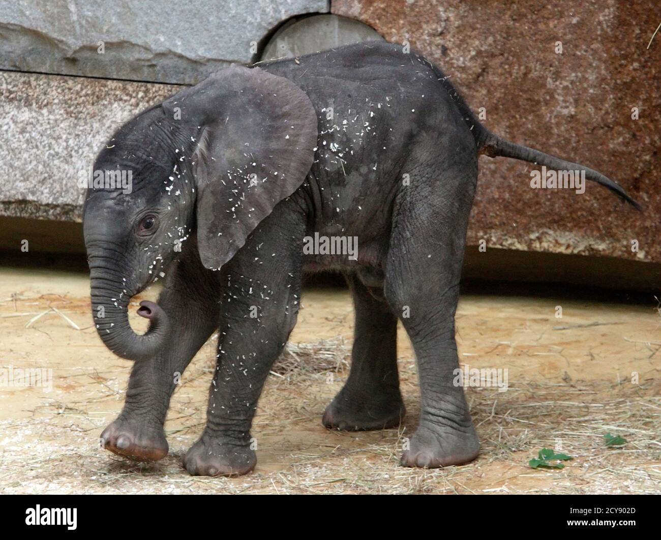 A yet unnamed African elephant calf walks in its enclosure in Schoenbrunn  zoo in Vienna August 11, 2010. The elephant calf was born in the zoo on  August 6 with a height