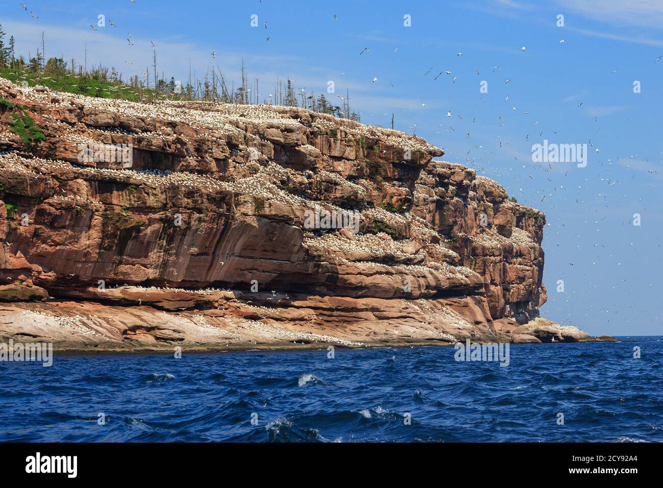Northern gannets on a cliff on Bonaventue Island, Percé, Quebec. Stock Photo