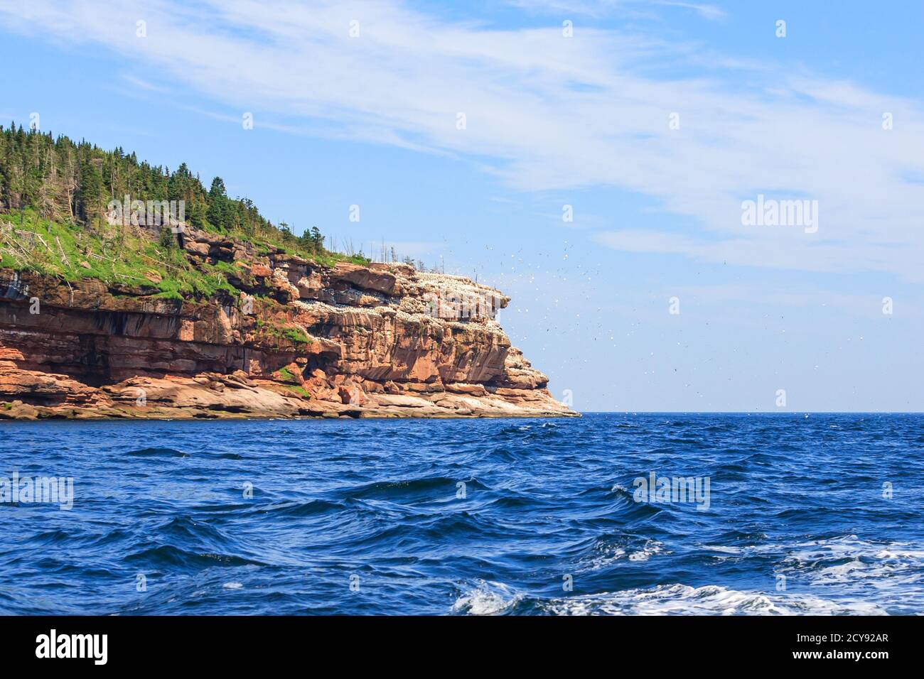 Northern gannets on a cliff on Bonaventue Island, Percé, Quebec. Stock Photo