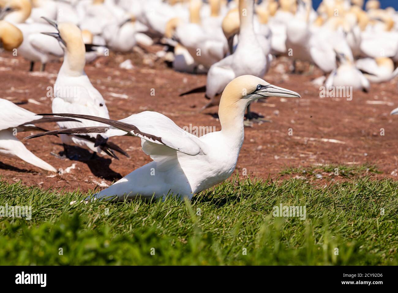 A colony of northern gannets on Bonaventure Island Stock Photo