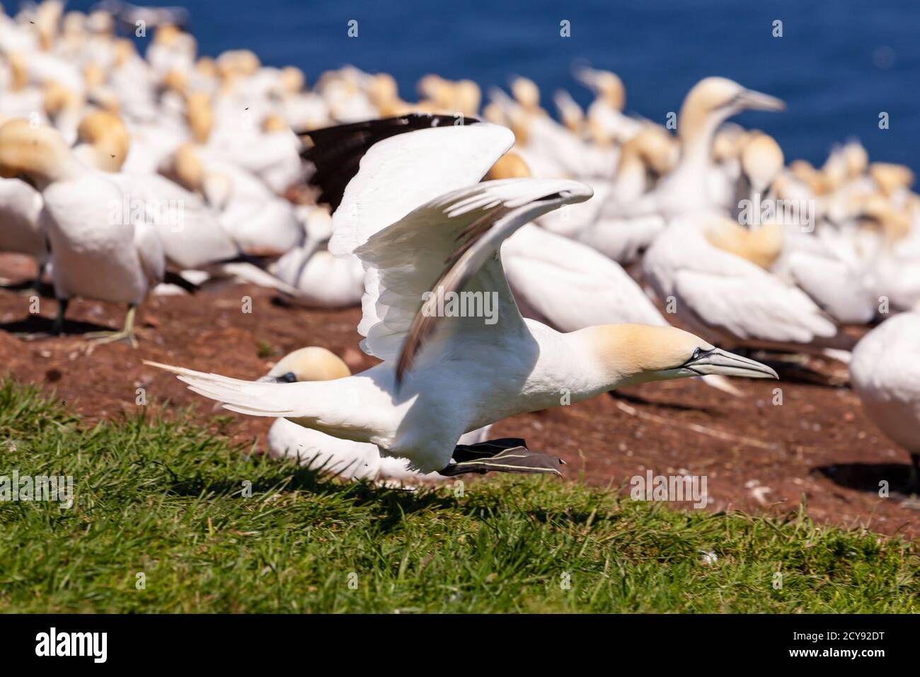 A colony of northern gannets on Bonaventure Island Stock Photo