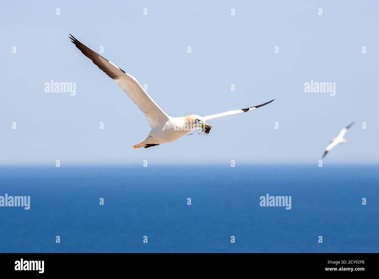 Northen gannet fly in the sky of Bonaventure Island Stock Photo