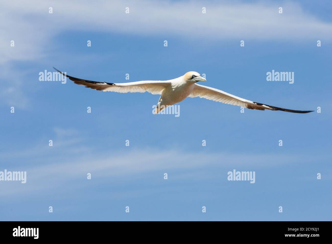 Northen gannet fly in the sky of Bonaventure Island Stock Photo