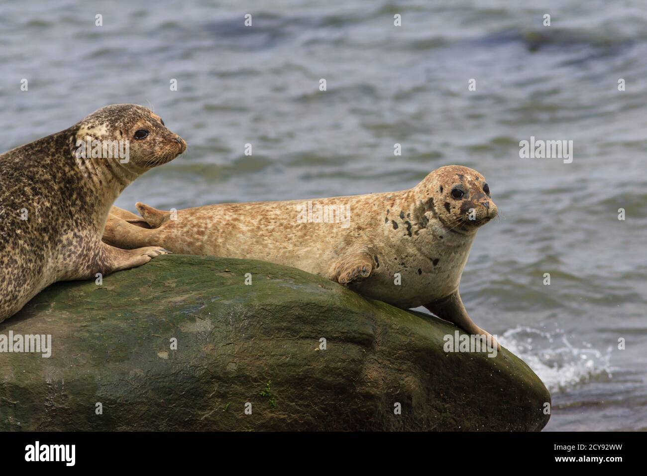 A group of seals warms in the sun on a rock Stock Photo