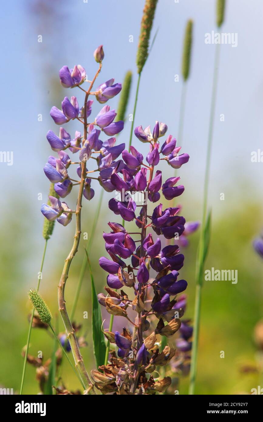 English lavender on a blur background Stock Photo