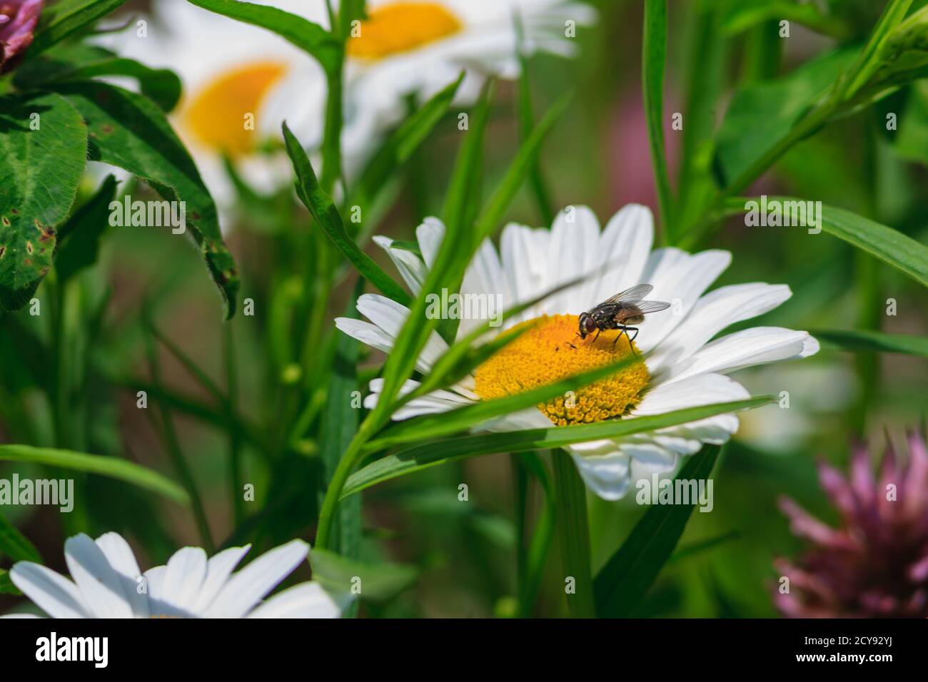 A fly on a daisy Stock Photo