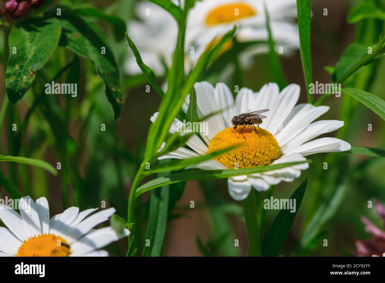 A fly on a daisy Stock Photo