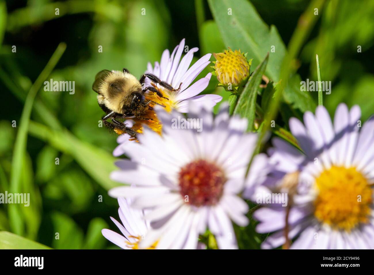 Bee collecting pollen on a flower of the daisy family Stock Photo