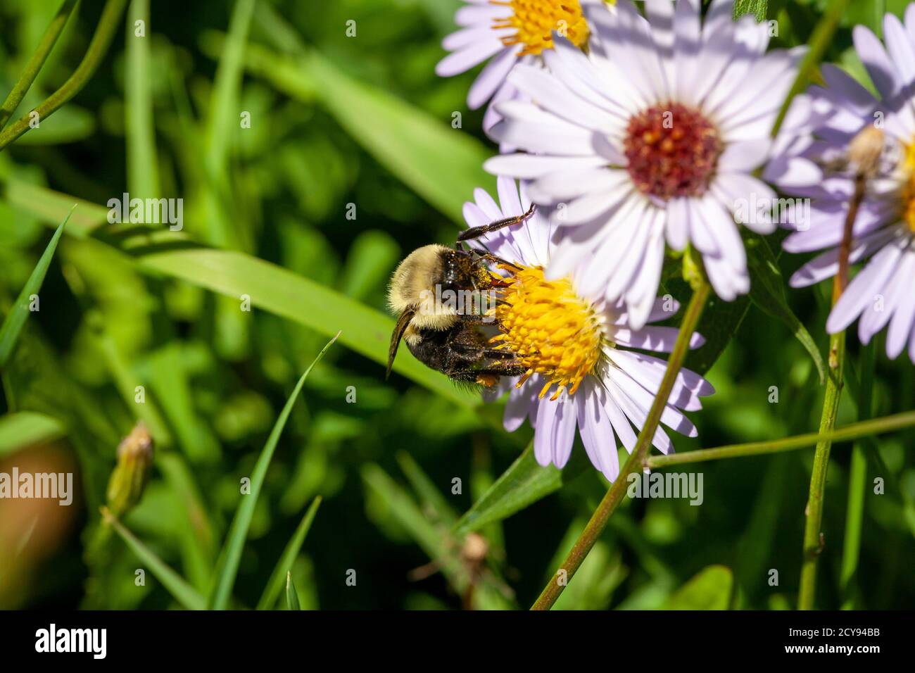 Bee collecting pollen on a flower of the daisy family Stock Photo