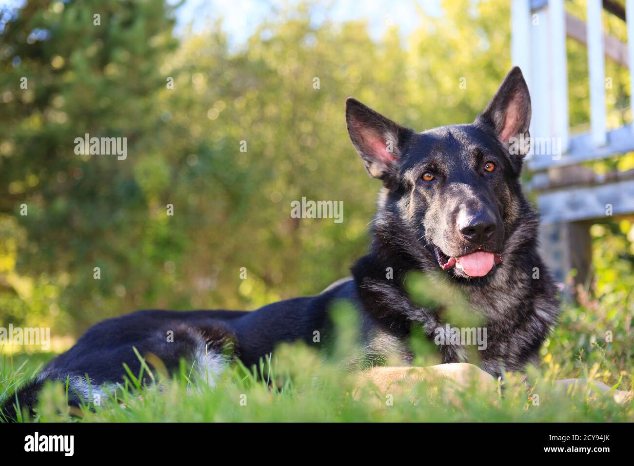 German shepherd dog lying in the grass in front of a forest Stock Photo