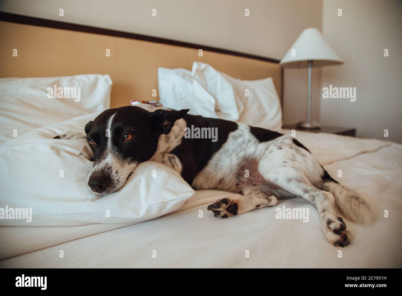 Cute patterned black and white dog laying on a bed Stock Photo - Alamy