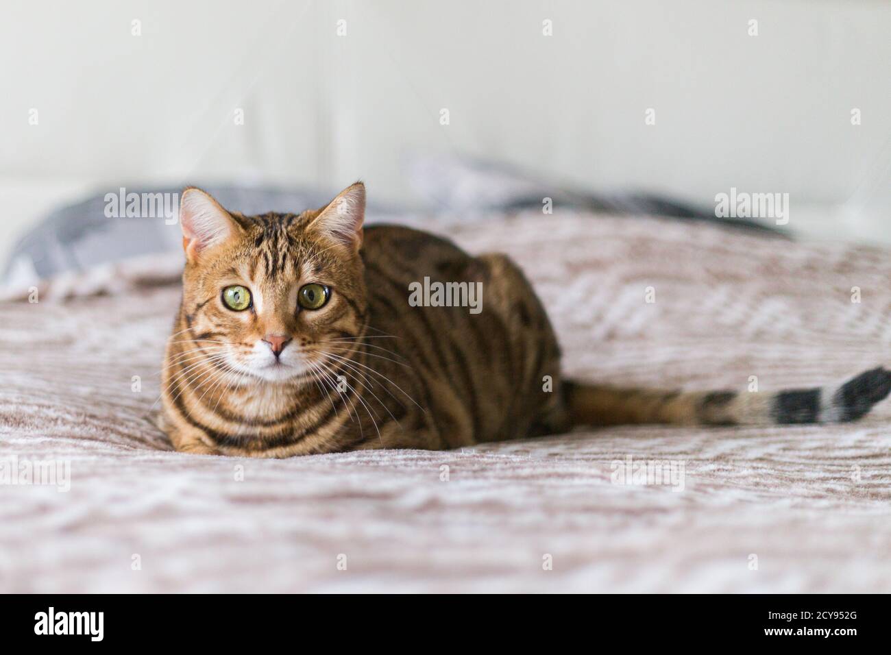 Closeup of a cute Bengal cat lying on a bed with a blurry background ...