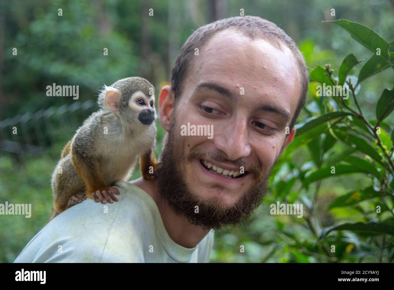 Pocket Monkey (aka Finger Monkey) hops on man s back in the Amaru