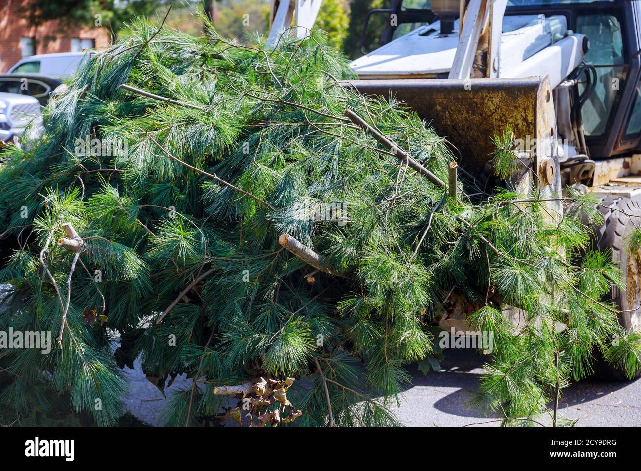 Landscapers in the municipal utilities clean up in the remove tree branches Stock Photo