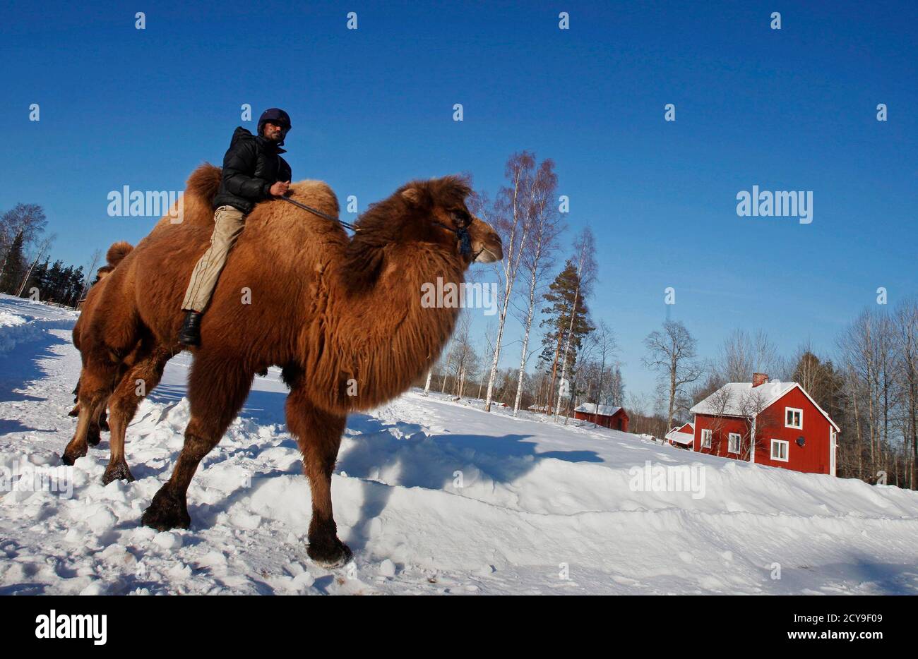 Somali Camel Herder Ali Abdullahi Hassan 40 Takes Three Bactrian Camels For A Ride Through The