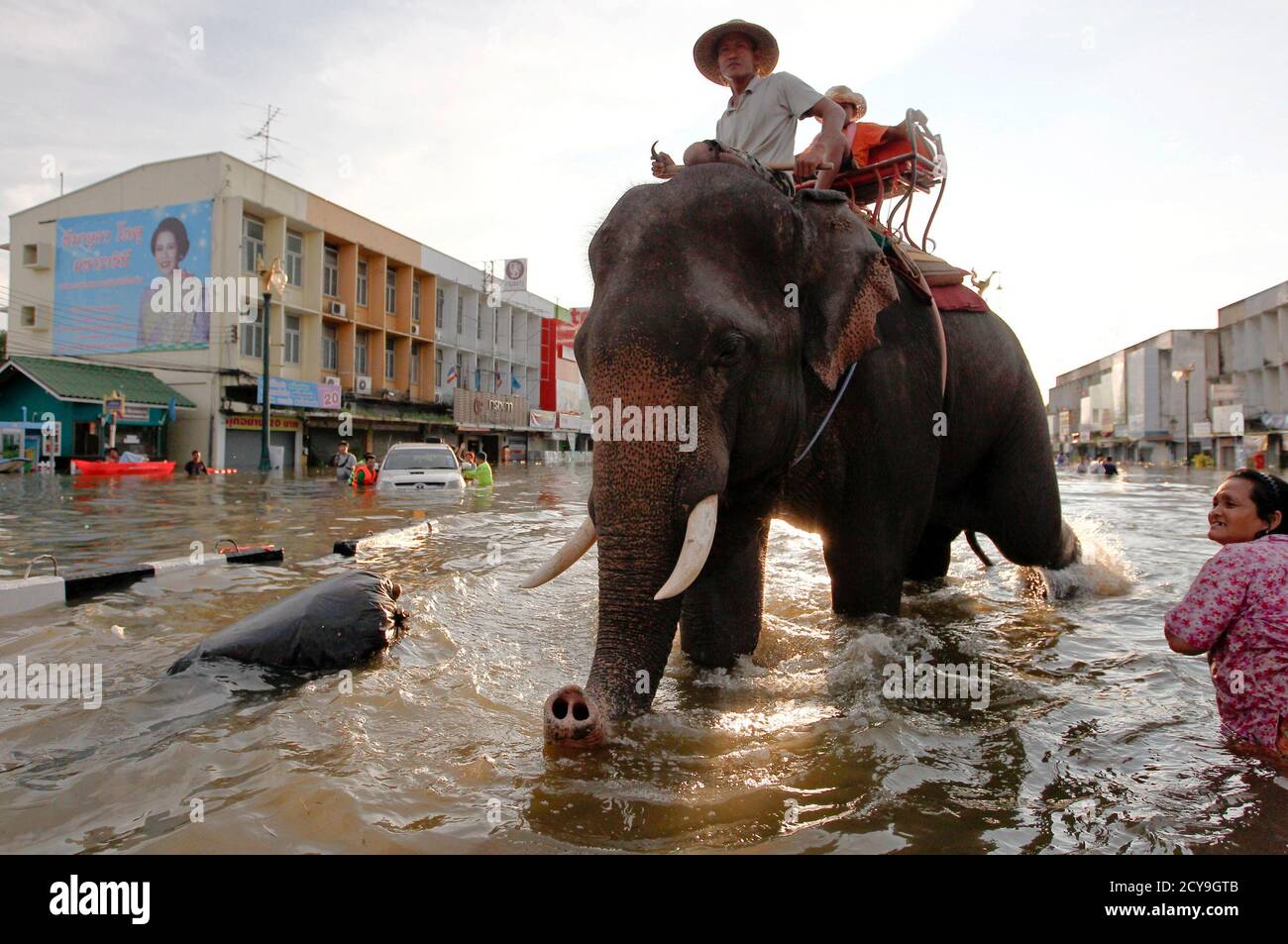An elephant helps people moving with their belongings through a flooded area in Ayutthaya province October 8, 2011. Thailand has been hit by massive flooding caused by a tropical storm followed by seasonal monsoon rains, which usually fall from August to October. At least 244 people have been killed in floods in Thailand since mid-July, the Department of Disaster Prevention and Mitigation said.    REUTERS/Sukree Sukplang (THAILAND - Tags: ANIMALS ENVIRONMENT TPX IMAGES OF THE DAY) FOR BEST QUALITY IMAGE: ALSO SEE GM1E7AI15ZO01. Stock Photo