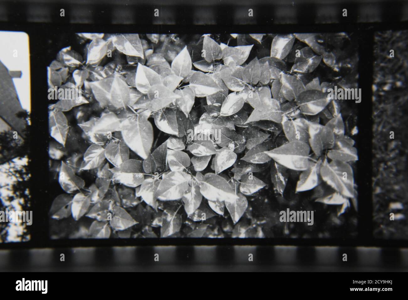 Fine 1970s vintage black and white photography of plants growing in the ...